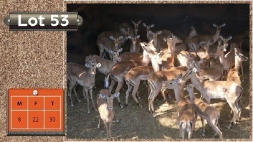 30X ROOIBOKKE M:8 V/F:22 (Per Piece to take the lot/Per stuk om lot te neem)