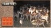 30X ROOIBOKKE M:8 V/F:22 (Per Piece to take the lot/Per stuk om lot te neem)