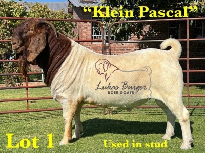 1X BOERGOAT STUD SP BUCK LUKAS BURGER BOERBOKSTOET