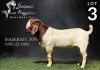 1X BOERGOAT COMMERCIAL BUCK SALMON VAN HUYSSTEEN