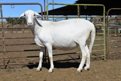 LOT 10 HOT 18 0037 - BADEVEEN TRUST