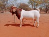 1X BOERGOAT COMMERCIAL B BUCK VOORBOK