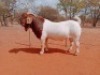 1X BOERGOAT COMMERCIAL B BUCK VOORBOK