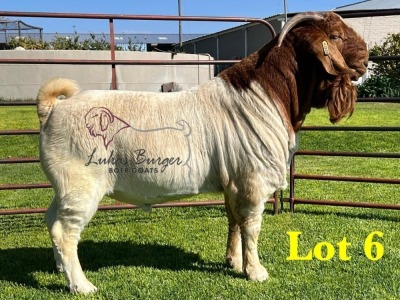 1X BOERGOAT STUD SP BUCK LUKAS BURGER BOERBOKSTOET