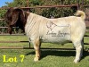 1X BOERGOAT STUD SP BUCK LUKAS BURGER BOERBOKSTOET