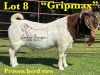 1X BOERGOAT STUD SP BUCK LUKAS BURGER BOERBOKSTOET