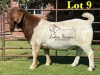 1X BOERGOAT STUD SP BUCK LUKAS BURGER BOERBOKSTOET