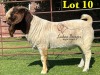 1X BOERGOAT STUD SP BUCK LUKAS BURGER BOERBOKSTOET