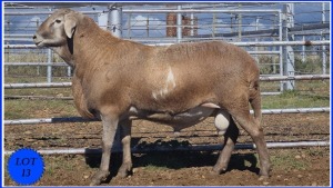 LOT 13 CC 19 0442 - COLLETT FARMING