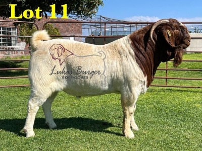 1X BOERGOAT COMMERCIAL TEAT SP BUCK LUKAS BURGER BOERBOKSTOET