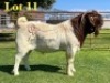 1X BOERGOAT COMMERCIAL TEAT SP BUCK LUKAS BURGER BOERBOKSTOET