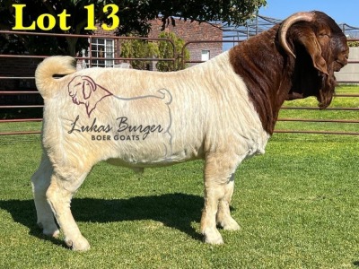 1X BOERGOAT STUD SP BUCK LUKAS BURGER BOERBOKSTOET