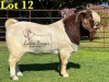 1X BOERGOAT COMMERCIAL TEAT SP BUCK LUKAS BURGER BOERBOKSTOET