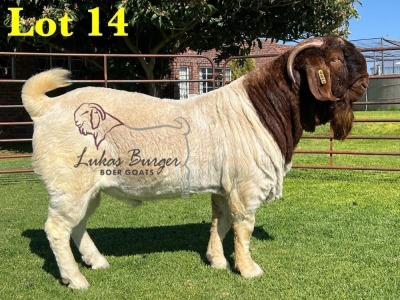 1X BOERGOAT COMMERCIAL TEAT SP BUCK LUKAS BURGER BOERBOKSTOET