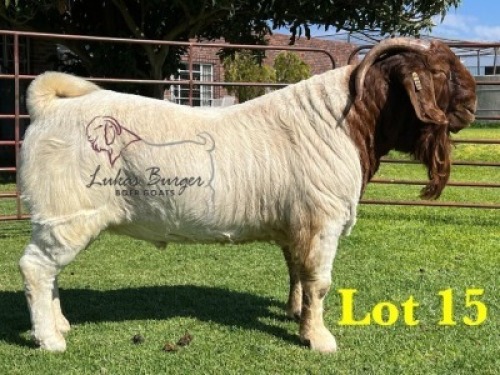 1X BOERGOAT COMMERCIAL SP BUCK LUKAS BURGER BOERBOKSTOET