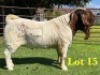 1X BOERGOAT COMMERCIAL SP BUCK LUKAS BURGER BOERBOKSTOET