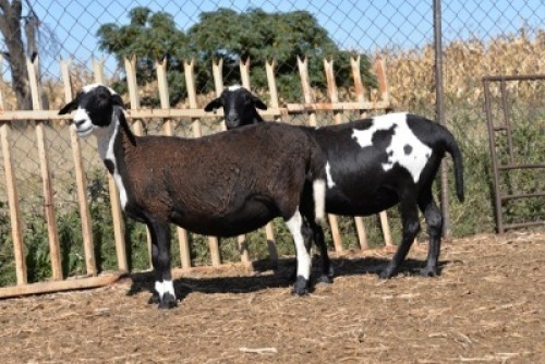 LOT 11A HOT 18 0008 - BADEVEEN TRUST (Highest bidder may pick A or B)