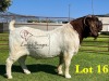 1X BOERGOAT STUD SP BUCK LUKAS BURGER BOERBOKSTOET