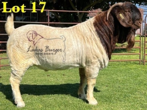 1X BOERGOAT COMMERCIAL SP BUCK LUKAS BURGER BOERBOKSTOET
