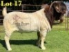 1X BOERGOAT COMMERCIAL SP BUCK LUKAS BURGER BOERBOKSTOET