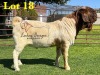 1X BOERGOAT COMMERCIAL TEAT SP BUCK LUKAS BURGER BOERBOKSTOET