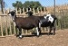 LOT 11B HOT 18 0016 - BADEVEEN TRUST