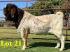 1X BOERGOAT COMMERCIAL SP BUCK LUKAS BURGER BOERBOKSTOET