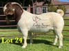 1X BOERGOAT COMMERCIAL TEAT SP BUCK LUKAS BURGER BOERBOKSTOET