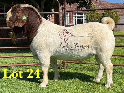 1X BOERGOAT COMMERCIAL TEAT SP BUCK LUKAS BURGER BOERBOKSTOET