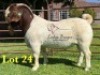 1X BOERGOAT COMMERCIAL TEAT SP BUCK LUKAS BURGER BOERBOKSTOET