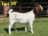 1X BOERGOAT COMMERCIAL TEAT SP DOE LUKAS BURGER BOERBOKSTOET