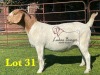 1X BOERGOAT COMMERCIAL COLOR SP DOE LUKAS BURGER BOERBOKSTOET