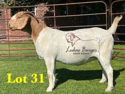 1X BOERGOAT COMMERCIAL COLOR SP DOE LUKAS BURGER BOERBOKSTOET