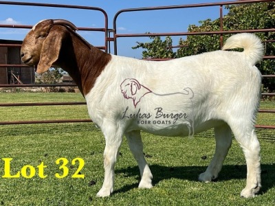 1X BOERGOAT STUD SP DOE LUKAS BURGER BOERBOKSTOET