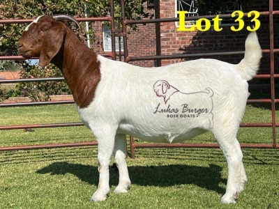 1X BOERGOAT COMMERCIAL TEAT SP DOE LUKAS BURGER BOERBOKSTOET