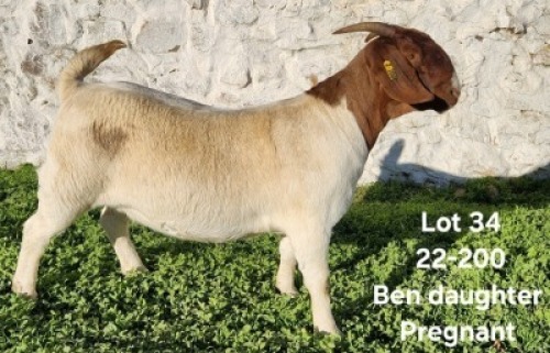 1X BOERGOAT STUD DOE TEKOA BOERBOKSTOET