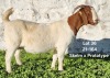 1X BOERGOAT COMMERCIAL DOE TEKOA BOERBOKSTOET