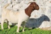 1X BOERGOAT COMMERCIAL TEAT DOE TEKOA BOERBOKSTOET - 2