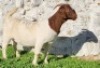 1X BOERGOAT COMMERCIAL TEAT DOE TEKOA BOERBOKSTOET - 2