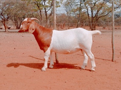 1X BOERGOAT COMMERCIAL COLOR DOE VOORBOK