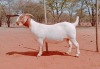 1X BOERGOAT STUD DOE VOORBOK