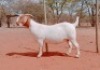 1X BOERGOAT STUD DOE VOORBOK