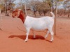 1X BOERGOAT COMMERCIAL DOE VOORBOK