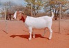 1X BOERGOAT COMMERCIAL DOE VOORBOK