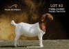 1X BOERGOAT STUD DOE PASSANO BOERDERY