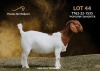 1X BOERGOAT COMMERCIAL COLOR DOE PASSANO BOERDERY