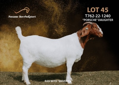 1X BOERGOAT COMMERCIAL TEAT DOE PASSANO BOERDERY