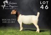 1X BOERGOAT COMMERCIAL DOE SALMON VAN HUYSSTEEN