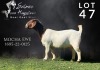 1X BOERGOAT COMMERCIAL COLOR DOE SALMON VAN HUYSSTEEN