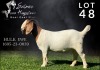 1X BOERGOAT STUD DOE SALMON VAN HUYSSTEEN